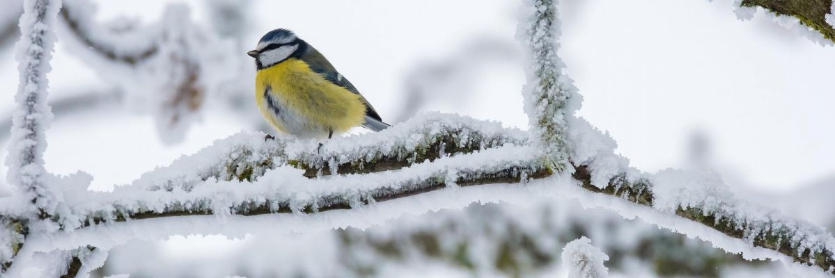 Blaumeise auf einem schneebedeckten Ast
