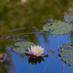 Eine Seerose im Wasser