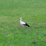 Ein Storch auf einer grünen Wiese mit Blumen